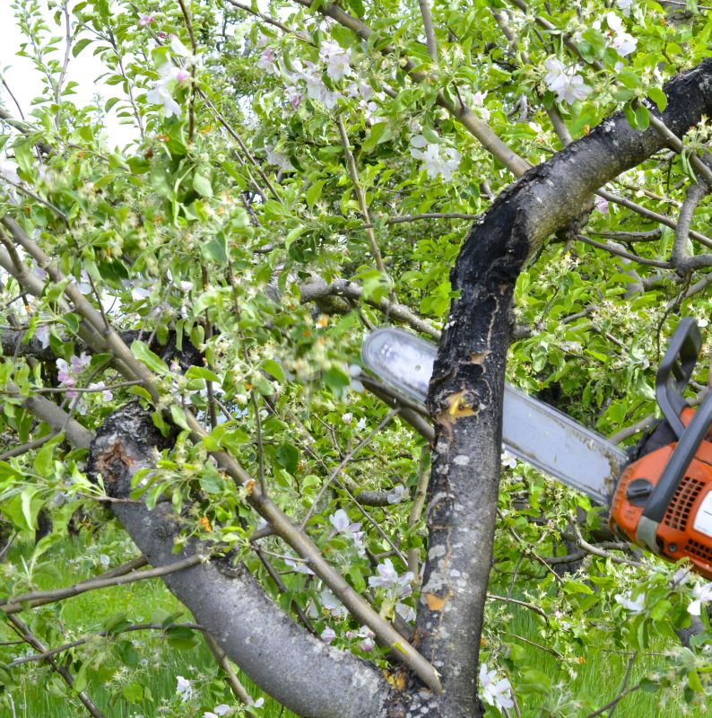 Apple Tree Removal