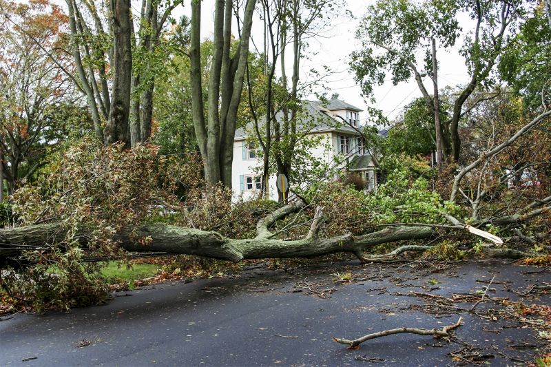 Fallen Tree on Roadway