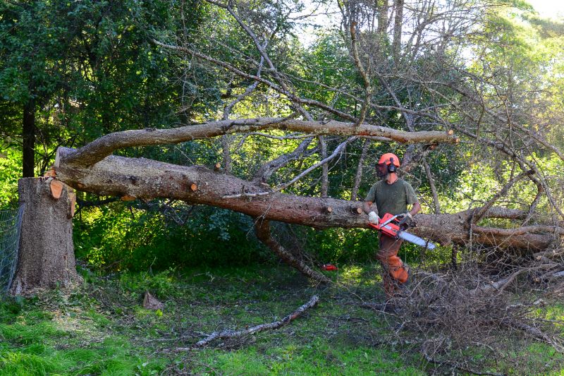 Tree Removal Service detail