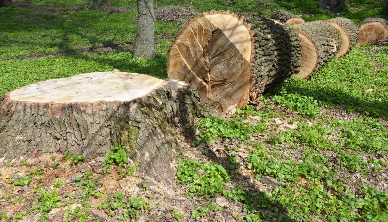 Stump Grinding Finish