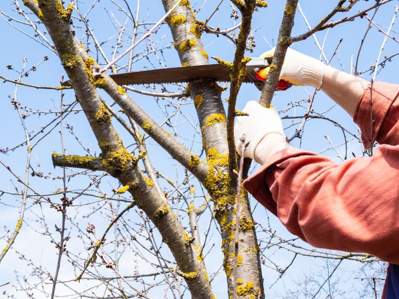 Landscaping and Tree Care Firms