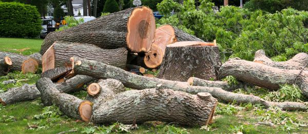 Large Tree Removal in Hendersonville