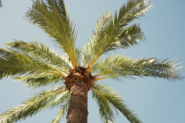 Palm Tree Removal in Hendersonville