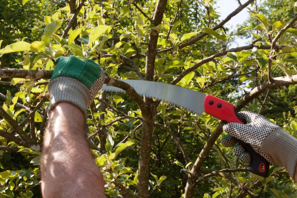 Small Tree Removal in Hendersonville