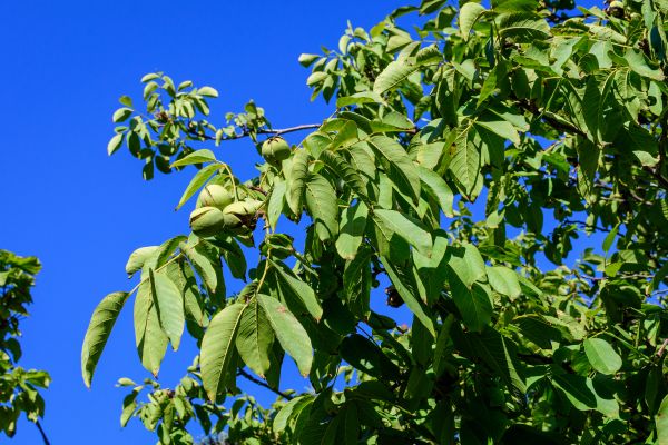 Walnut Tree Removal in Hendersonville
