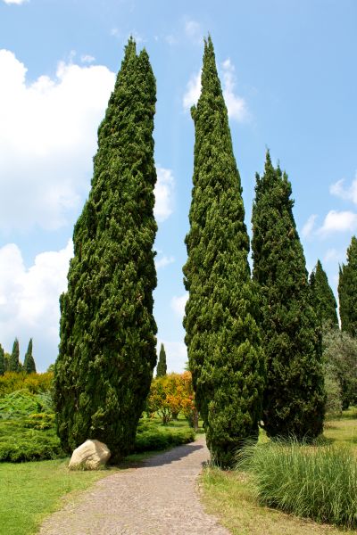 Cypress Tree Removal in Hendersonville