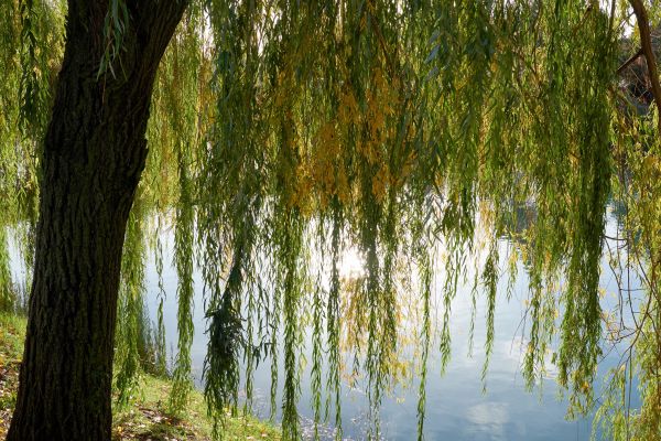 Willow Tree Removal in Hendersonville