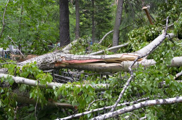 Birch Tree Removal in Hendersonville