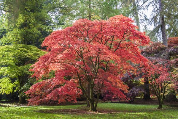 Maple Tree Removal in Hendersonville