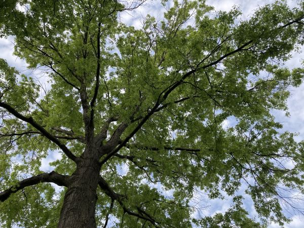 Oak Tree Removal in Hendersonville
