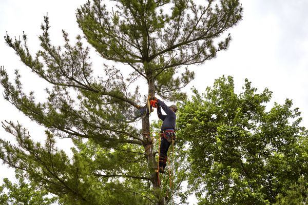 Pine Tree Removal in Hendersonville