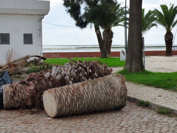 Palm Trees Removal in Hendersonville