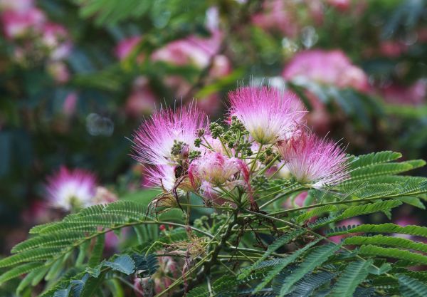 Mimosa Tree Removal in Hendersonville