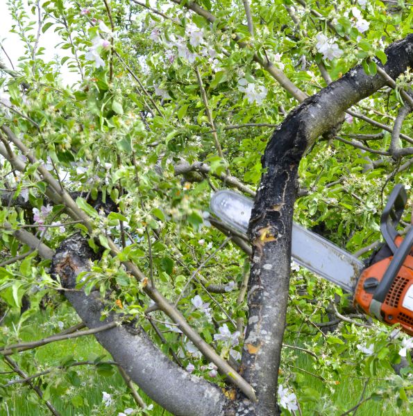 Apple Tree Removal in Hendersonville