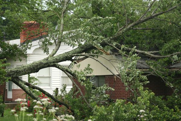 Emergency Tree Removal in Hendersonville