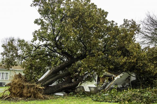 Fallen Tree Removal in Hendersonville