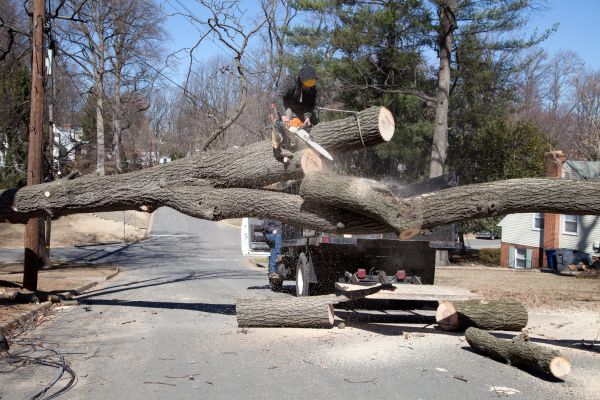 Residential Tree Removal in Hendersonville