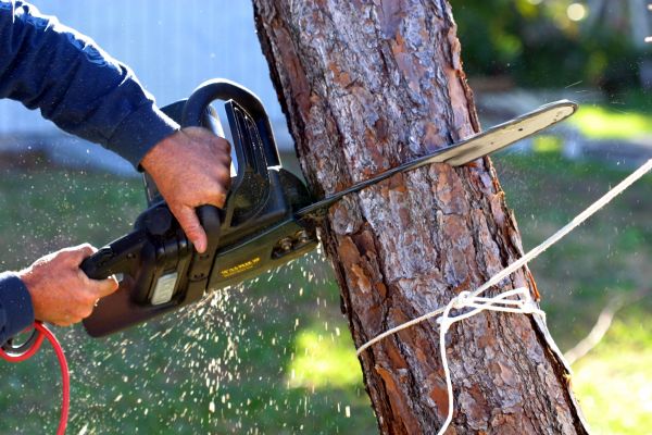 Dead Tree Removal in Hendersonville